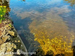 Viterbo - Pratogiardino Lucio Battisti - Il laghetto Acqua azzurra acqua chiara senza pesci