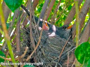 Merlo con merlotti nel nido