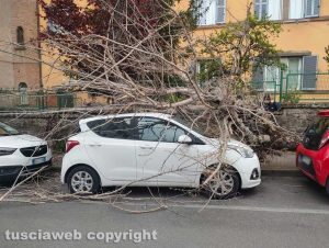 Viterbo - Crolla albero in via Monte Asolone