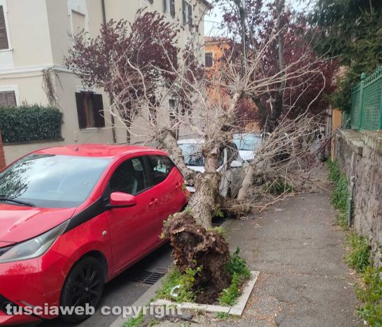 Viterbo - Crolla albero in via Monte Asolone
