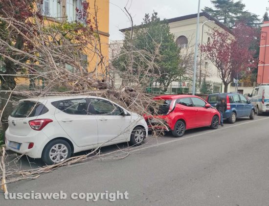 Viterbo - Crolla albero in via Monte Asolone