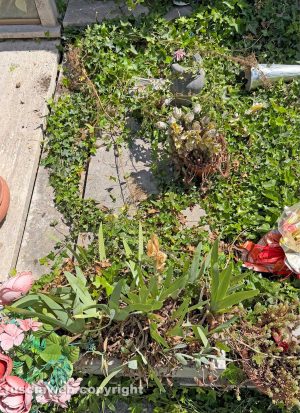 Viterbo - Erbacce al cimitero San Lazzaro