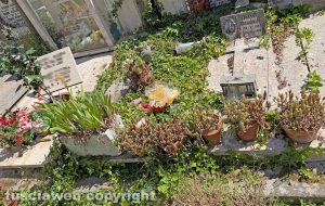 Viterbo - Erbacce al cimitero San Lazzaro