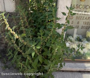 Viterbo - Erbacce al cimitero San Lazzaro