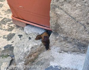 Viterbo - Escrementi in zona Crocetta