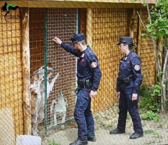 Faleria - Carabinieri forestale - Sequestrate strutture abusive