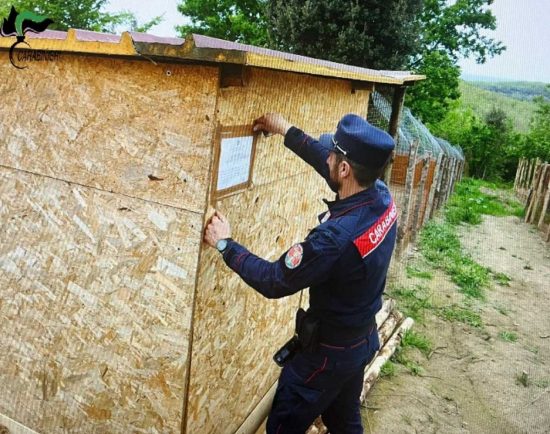 Faleria - Carabinieri forestale - Sequestrate strutture abusive