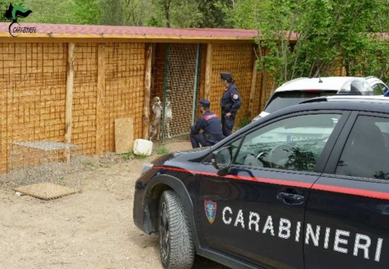 Faleria - Carabinieri forestale - Sequestrate strutture abusive