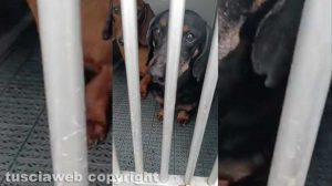 Viterbo - 31 cani sequestrati e salvati dalla Asl e dalla polizia locale - I bassotti caricati sul furgone del servizio sanitario