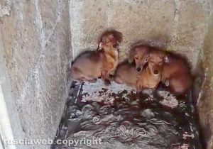 Viterbo - 31 cani sequestrati e salvati dalla Asl e dalla polizia locale