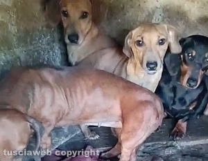 Viterbo - 31 cani sequestrati e salvati dalla Asl e dalla polizia locale