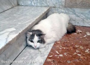 Un gatto ritrovato in via Murialdo