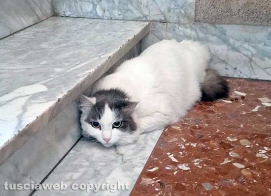 Un gatto ritrovato in via Murialdo