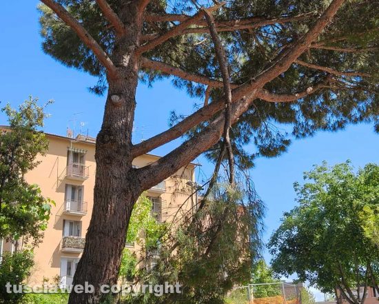 Viterbo - Ramo pericolanti ai giardini di via San Paolo