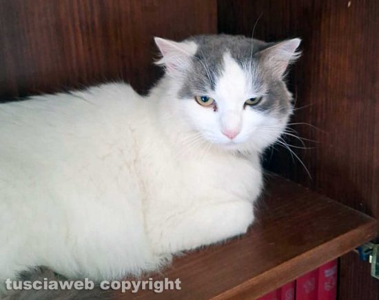 Un gatto ritrovato in via Murialdo