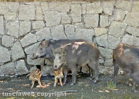 Viterbo - I cinghiali a spasso per La Quercia