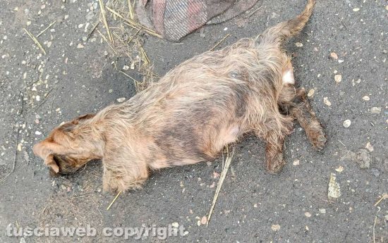 Viterbo - 31 cani sequestrati e salvati dalla Asl e dalla polizia locale - Un animale morto
