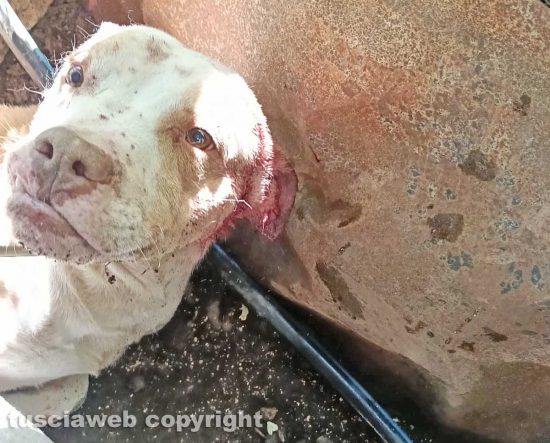 Viterbo - 31 cani sequestrati e salvati dalla Asl e dalla polizia locale - Un animale malato