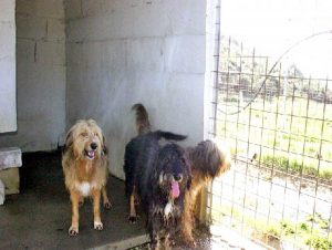 Il canile comunale di Tarquinia