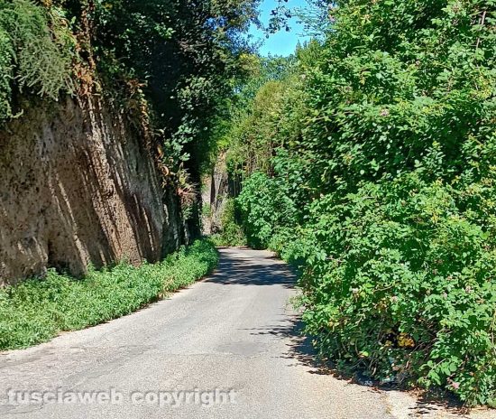 Viterbo - Erbaccia in via Vico Squarano