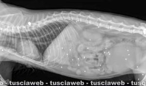 La lastra di uno dei gatti colpiti dai piombini