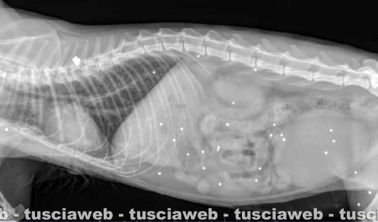 La lastra di uno dei gatti colpiti dai piombini