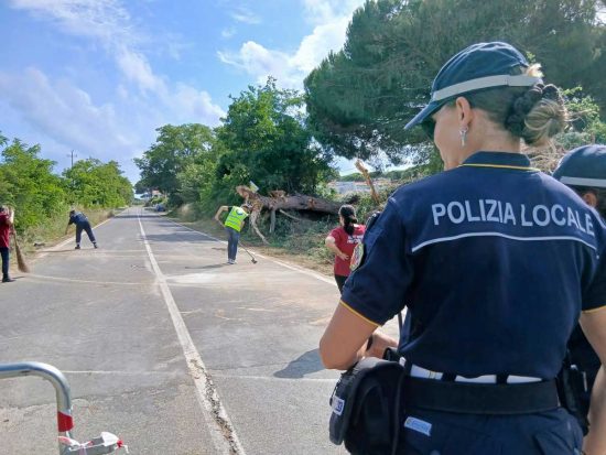 Tarquinia - Rimosso l’albero caduto in via della Salara, strada riaperta al traffico