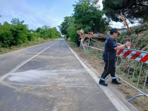 Tarquinia - Rimosso l’albero caduto in via della Salara, strada riaperta al traffico