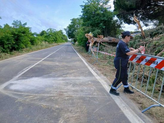 Tarquinia - Rimosso l’albero caduto in via della Salara, strada riaperta al traffico
