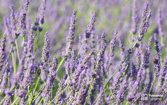 Fiera della lavanda a Tuscania