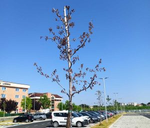 Viterbo - Alberi secchi in via Falcone e Borsellino