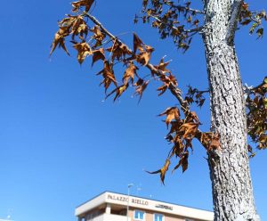 Viterbo - Alberi secchi in via Falcone e Borsellino