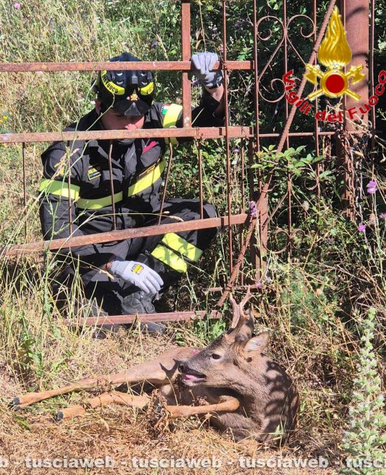 Santa Marinella – Cerbiatto incastrato in un cancello, salvato dai vigili del fuoco