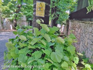 Viterbo - Erba alta lungo la strada che va verso l'ufficio Inail