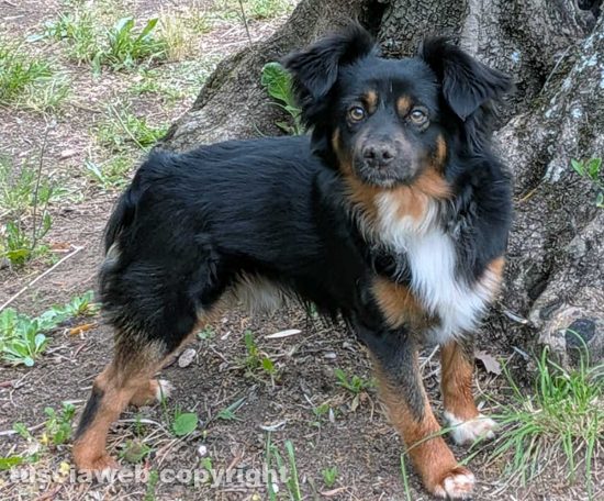 Il cagnolino Elvis