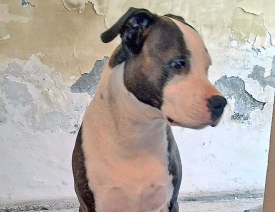 Viterbo - Il cane molossoide sequestrato dai carabinieri forestali
