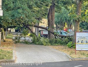 Viterbo - Ramo caduto in viale Trento