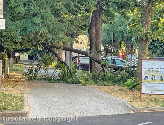 Viterbo - Ramo caduto in viale Trento