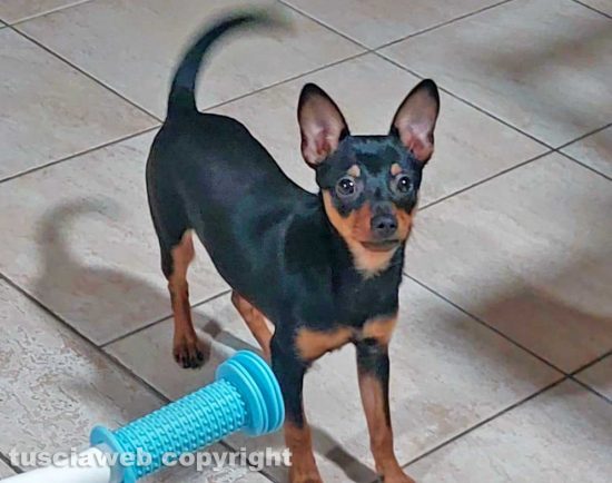 Il cane Thor