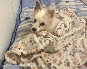 La cagnolina Rea