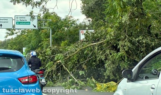 Tromba d’aria a Roma, alberi crollati e strade bloccate