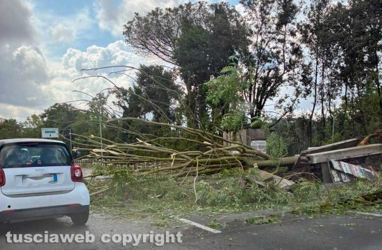 Tromba d’aria a Roma, alberi crollati e strade bloccate