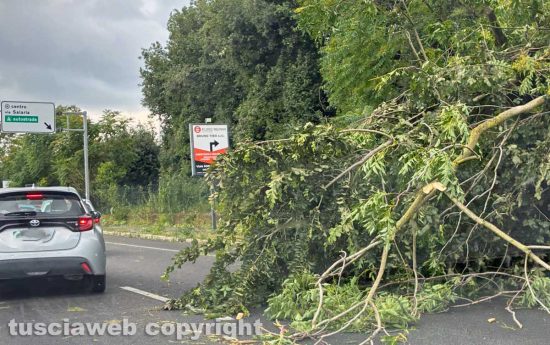 Tromba d’aria a Roma, alberi crollati e strade bloccate