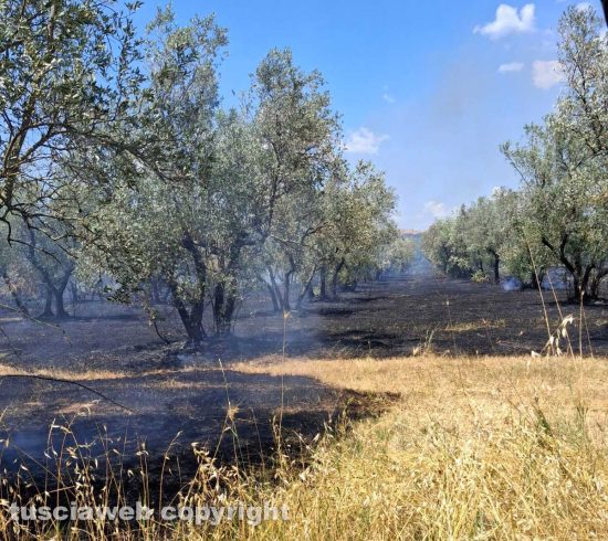 Vetralla - Sterpaglie, uliveto e sottobosco in fiamme