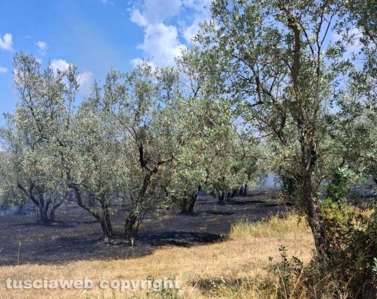 Vetralla - Sterpaglie, uliveto e sottobosco in fiamme