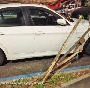 Viterbo - Alberello piegato al parcheggio Fortezze