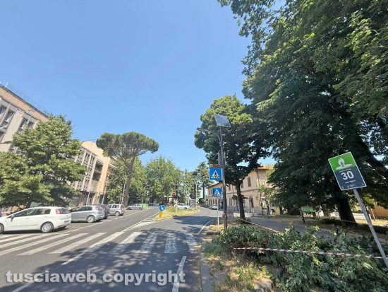 Viterbo - Ramo caduto in viale Trento