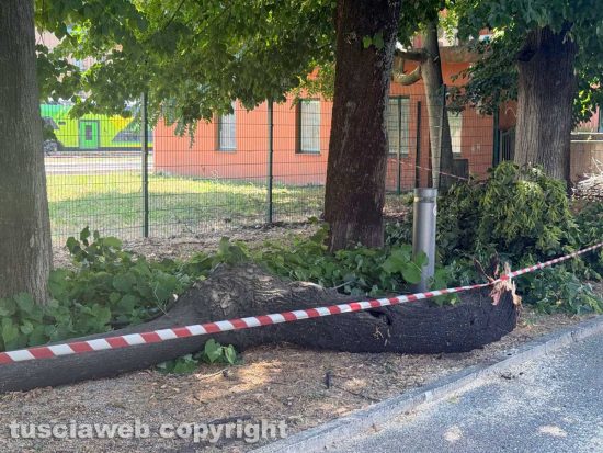 Viterbo - Ramo caduto in viale Trento