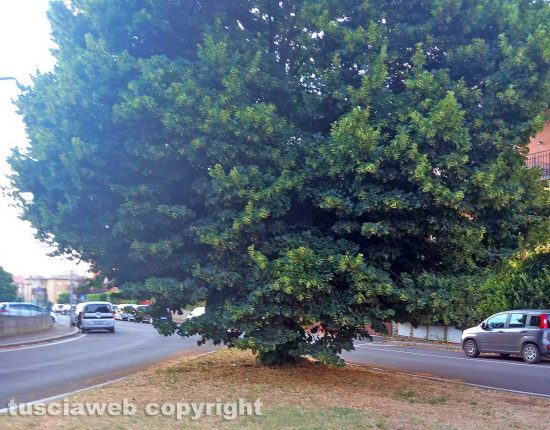 Viterbo - Albero da potare in via dei Monti Cimini