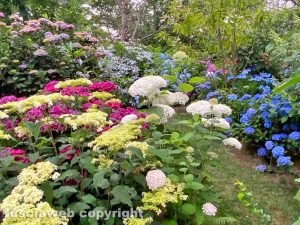 Le ortensie del giardino "La Perella" di Bagnaia